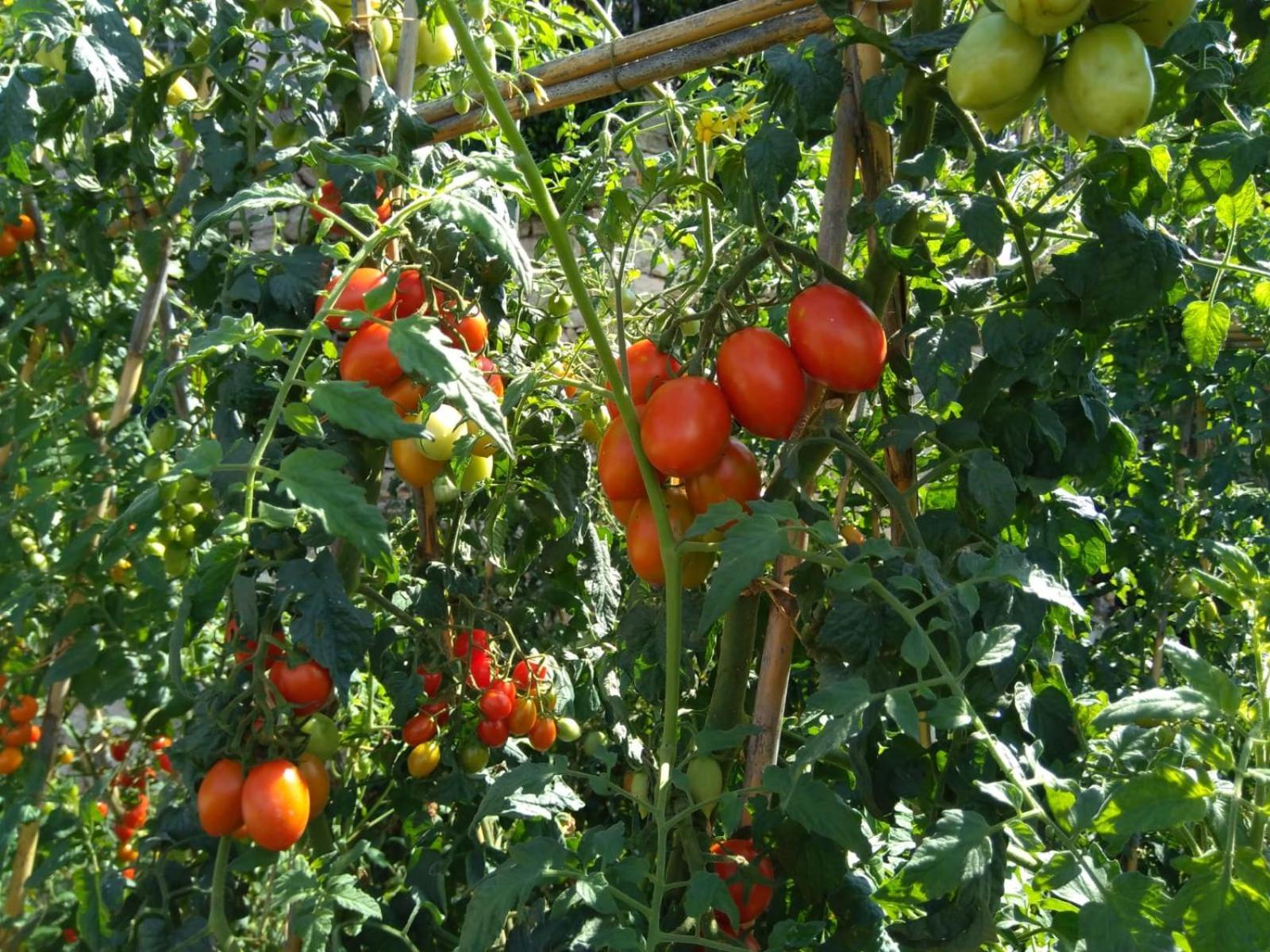 Agriturismo Caruggiu Di Via Vecchia Orco Feglino Zewnętrze zdjęcie
