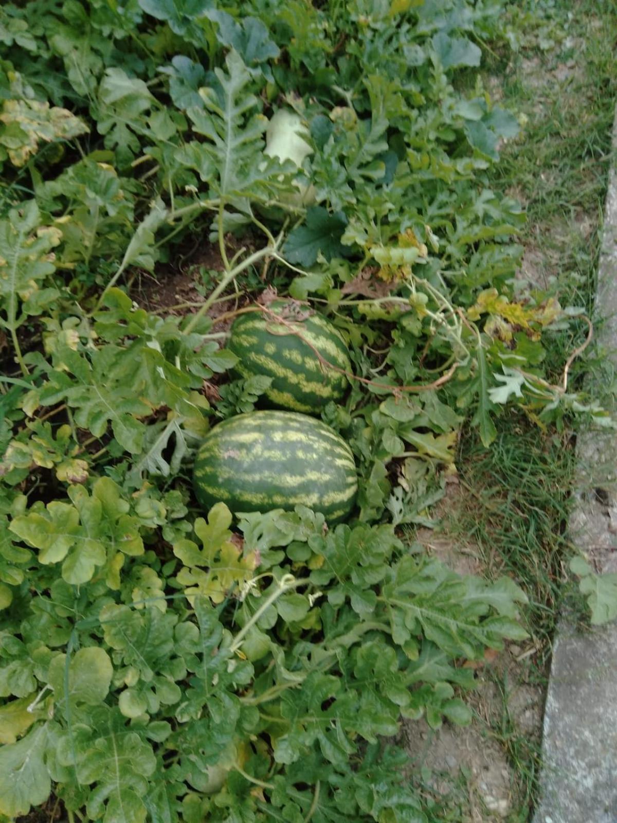 Agriturismo Caruggiu Di Via Vecchia Orco Feglino Zewnętrze zdjęcie