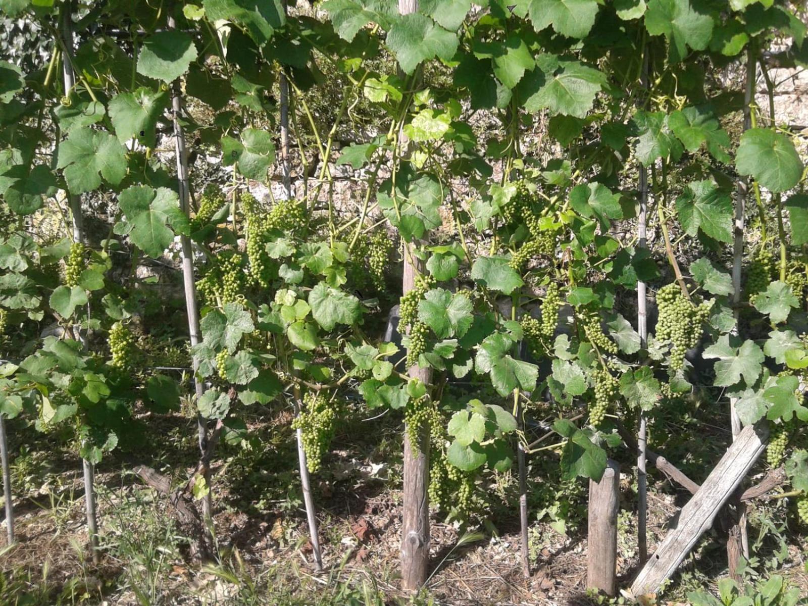 Agriturismo Caruggiu Di Via Vecchia Orco Feglino Zewnętrze zdjęcie